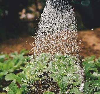 Watering Plants